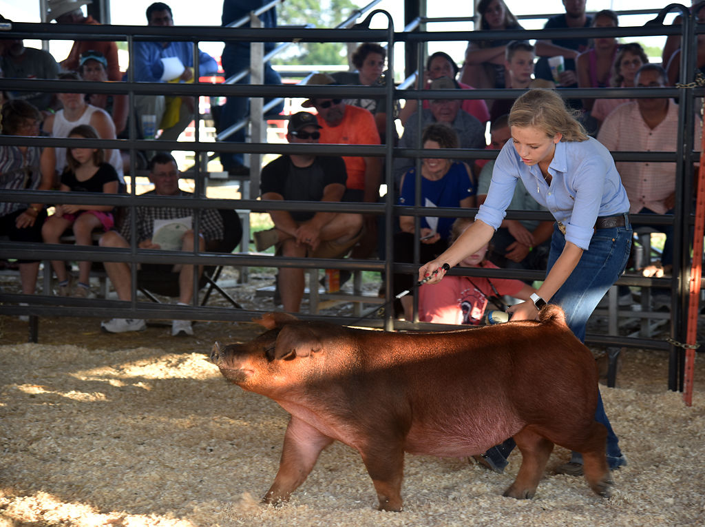 Ryan Rounsavall, 15, directs her swine